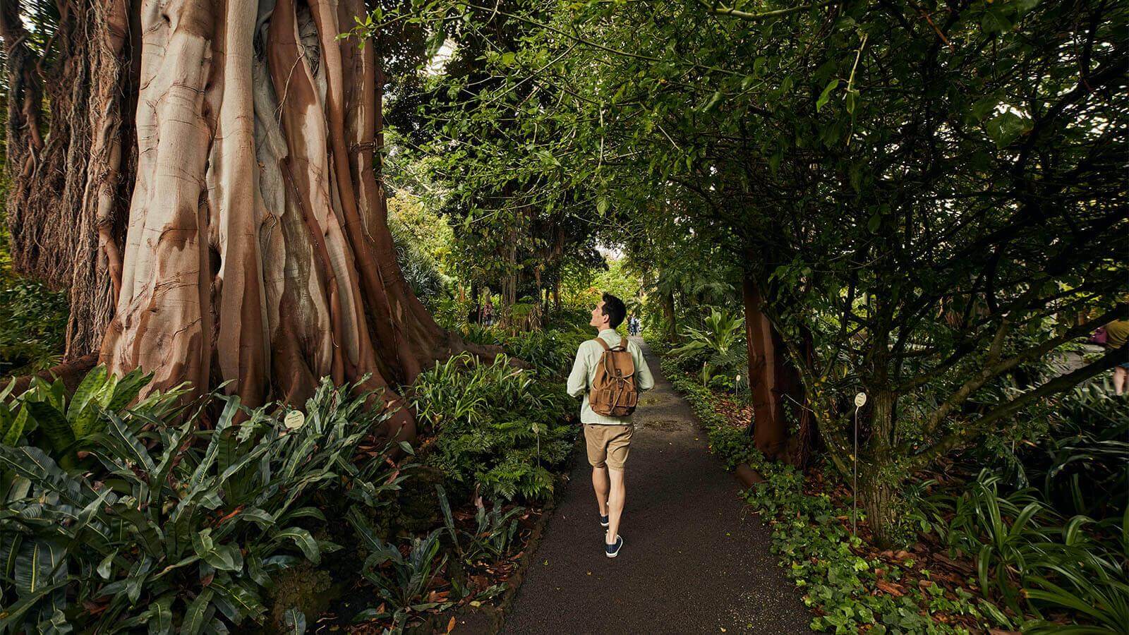 Botanischer Garten in Puerto de La Cruz, Tenerife.