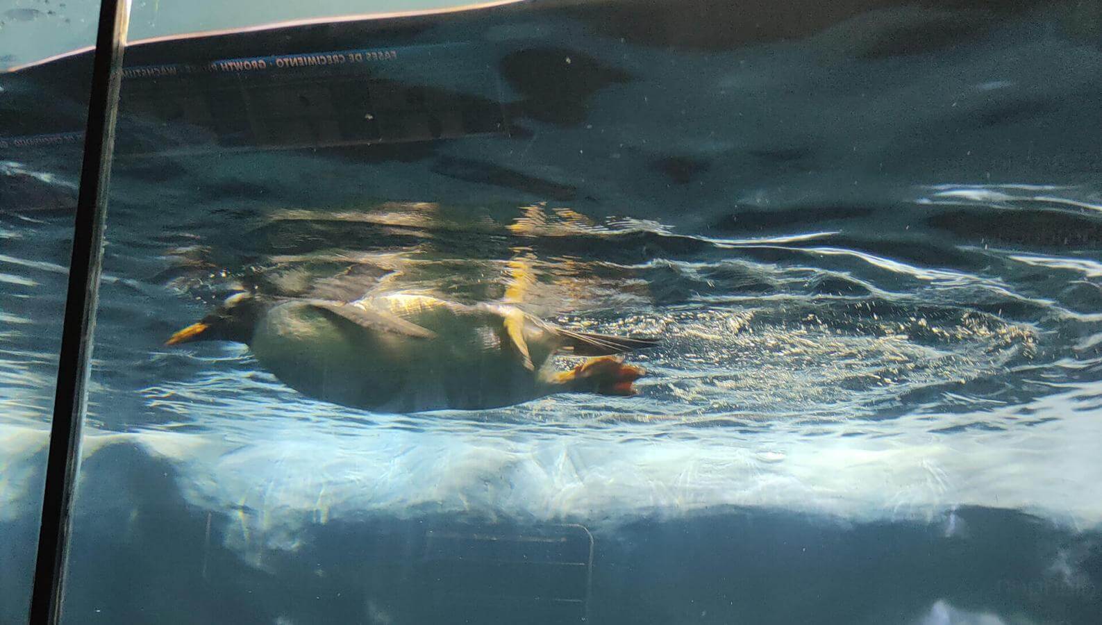 Loro Parque Animal Embassy. Tenerife.