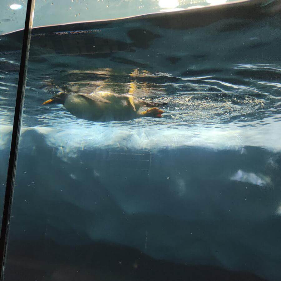 Loro Parque Animal Embassy. Tenerife.