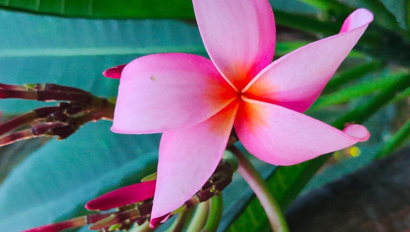 Glück in Blüte. Plumeria rubra.