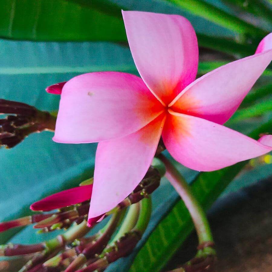 Glück in Blüte. Plumeria rubra.