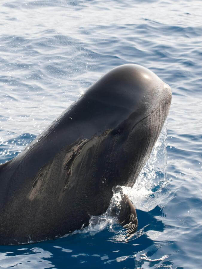 Aus dem Meer auftauchender Calderón gris (tropischer Wal mit großen Flossen).