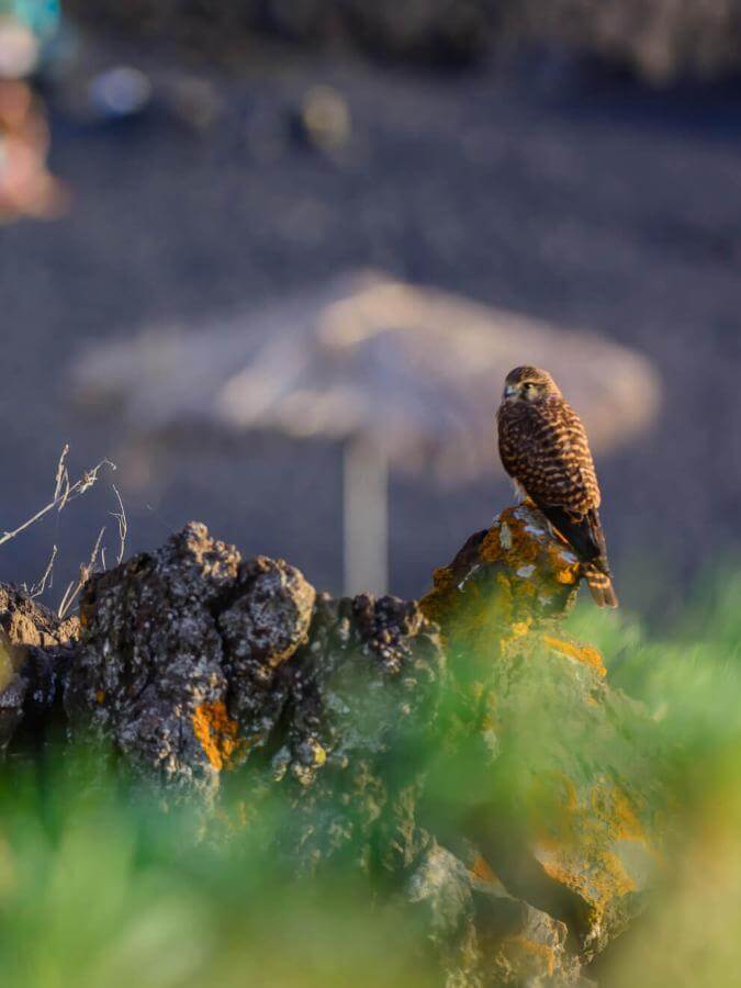 Zwei Vögel sitzen auf Vulkangestein beim Charco Verde, mit unscharfer Vegetation und Strand im Hintergrund.