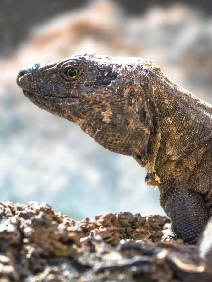 Lagarto gigante (geschützte endemische Eidechse der Kanarischen Inseln) von El Hierro auf Vulkangestein.