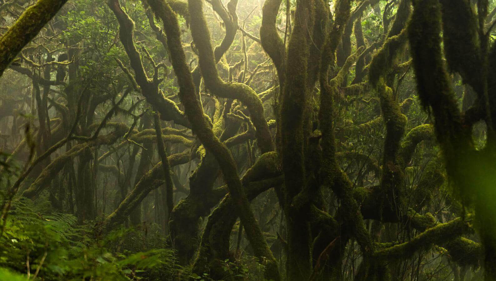 Lorbeerwald im Nationalpark Garajonay mit moosbewachsenen Baumstämmen und feuchter, nebelverhangener Umgebung.