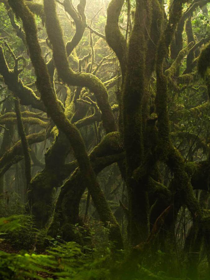 Lorbeerwald im Nationalpark Garajonay mit moosbewachsenen Baumstämmen und feuchter, nebelverhangener Umgebung.