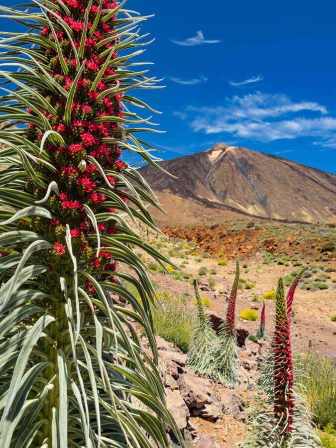 Las Cañadas del Teide: Blühender tajinaste rojo (endemischer Strauch am Teide) und Vulkanlandschaft.