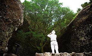 San Andrés y árbol Garoé y mirador de Jinama